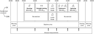 Effect of five hours of mixed exercise on urinary nitrogen excretion in healthy moderate-to-well-trained young adults